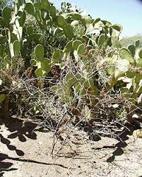 Image result for Parkeriaceae