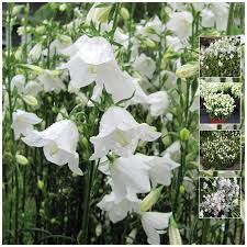 Description creamy white flowers with yellow centers. Campanula White Bellflower Seeds Amazing Bell Flower Compact Perenni The Climbing Fig