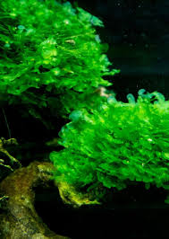 Image result for Lomariopsis