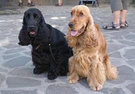 Image result for anglický barvář