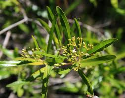 Image result for Nuxia oppositifolia