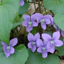 Violets Fancy Flowers Violet Flower Flower Identification