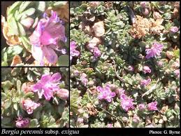 Image result for Bergia