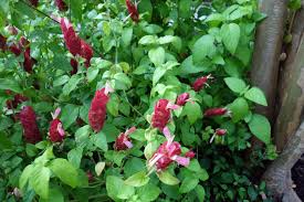Shrimp plants do not like salt. Pink Postcards From Kerry