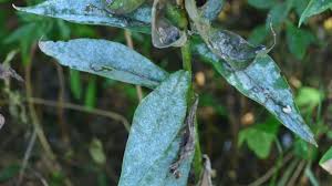 At this time there isn't any fungicide to apply to the mulch to prevent shotgun fungus from forming. Fungal Leaf Spot Disease On Flowers University Of Maryland Extension