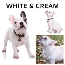 A fad color is a coat color disqualified by the fbdca/akc french bulldog breed standard. What Colors Do French Bulldogs Come In Plus Image Guide