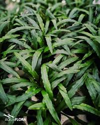 Image result for Isolepis costata