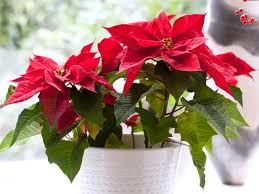 Poinsettia Care Through Winter And Beyond Poinsettia Care Christmas Flowers Christmas Plants