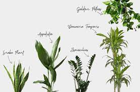 With over 12,000 types of plants, you can use this site to find information about a particular plant you purchased at lowe's or learn about plants that are right for your area. The Ultimate Plant Guide With The Best Indoor Plants The White Interior Design Studio