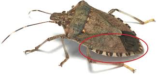 However, with so many blood sources out there and with a mosquitoes clever sense of smell to hunt. Brown Marmorated Stink Bug Declared Pest Agriculture And Food