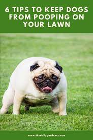 6 Tips To Keep Dogs From Pooping On Your Lawn