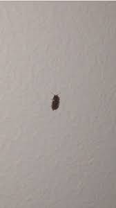 tiny black/brownish insects appearing