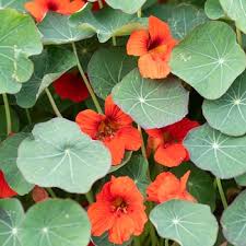 Nasturtium Empress Of India Tropaeolum Majus Seeds Select Seeds