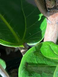 Spider mites cause leaf damage to the plant and in severe infestation can cause the plant to die. Help I Think My Fiddle Has Spider Mites What Is The Best Way To Get Rid Of Them Fiddleleaffig