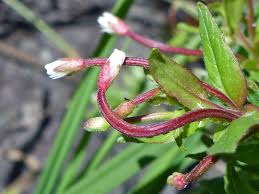 Image result for Epilobium stereophyllum