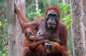 Tanjung is a beach town on the north west coast of the island of lombok in indonesia. Tanjung Puting National Park Kalimantan Roamindonesia Com