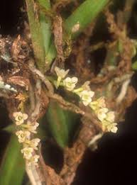 Image result for Angraecum chamaeanthus