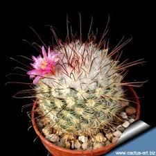 Buy and sell art online. Cactus Art Nursery Catalogue Index