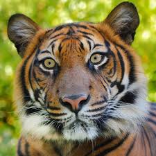 Pin By Andee Taylor On Big Cats Animals Beautiful Big Cats Great Cat