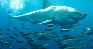 Tripadvisor has 11,701 reviews of port lincoln hotels, attractions, and restaurants making it your best port lincoln resource. Things To Do In Port Lincoln Tours Everything Australia