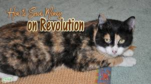 Save Money Treating Fleas With Revolution Savvy Pet Care