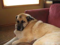 Price for a puppy you can pay from us$400 to us$3,000 for a. 12 Great Pyrenees German Shepherd Mix Ideas Great Pyrenees German Shepherd Mix German Shepherd