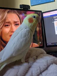 Idk why y'all go to that BM, bd drama for,why don't y'all just stay  together?