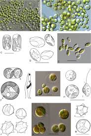 Image result for Carex chlorosaccus