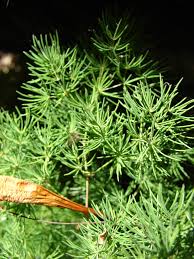 Image result for Asparagus macowanii