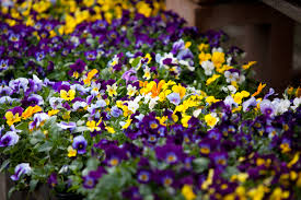 Check spelling or type a new query. Annual Flowers Creek Side Gardens