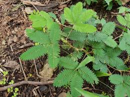 Image result for Mimosa mossambicensis