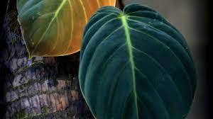 Sebagai contoh adalah tanaman hias philodendron melanochrysum dan philodendron micans. Philodendron Gigas Care Everything You Need To Know Plantophiles