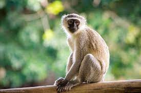 A nice monkey of about 1 yeqr old for sale at a cool price interested parties should call or wasap for more. Vervet Monkey Wikipedia