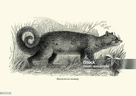 Image result for Musanga