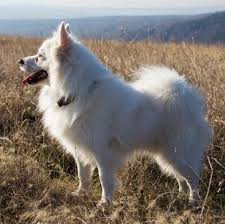 American Eskimo Dog Puppies For Sale Adoptapet Com
