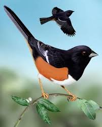Black Bird With White Stripes On Wings And Tail Eastern Towhee Birds Of Georgia Pet Birds Beautiful Birds
