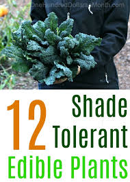 Mat daisy is a tough little plant that can withstand foot traffic well, which also makes it ideal for gardens in which children or pets like to play. 10 Shade Tolerant Edible Plants One Hundred Dollars A Month