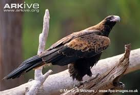 Black And White Bird With Long Tail Uk The Wedge Tailed Eagle Is The Largest Bird Of Prey In Australia And One Of The Largest Birds Of Prey Wedge Tailed Eagle Australian Birds Largest Bird Of Prey