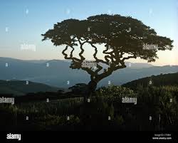 Image result for Brachystegia spiciformis × microphylla