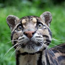 clouded leopard neofelis nebulosa wild cat species cat species wild cats