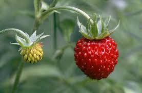 Image result for Wild Strawberry 1990 Tracer