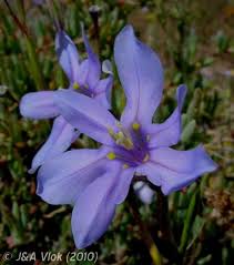 Image result for Moraea natalensis