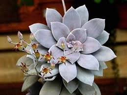 Image result for Ophrypetalum