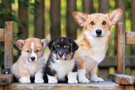 The welsh corgi is a loving and affectionate breed who will be a puppy at heart for its entire life. Best Corgi Breeders 2021 10 Places To Find Corgi Puppies For Sale