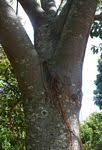 Image result for Ficus fischeri