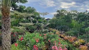 It is located along the northern coast of penang island between batu ferringhi and tanjung tokong, and about 6.5 km (4.0 mi) northwest of the city centre. Menelusuri Jl Danau Tanjung Bunga Yang Jadi Pusat Penjualan Tanaman Hias Di Makassar Tribun Timur