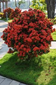 Image result for Ixora sp. A