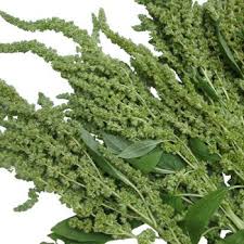 Image result for Amaranthus thunbergii