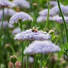 Image result for Pycnostachys coerulea