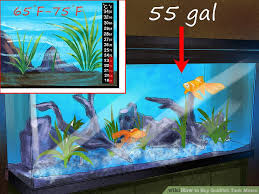 how to buy goldfish tank mates 13 steps with pictures